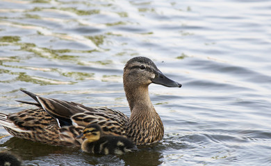 a duck with a pullen swimming in the water in spring