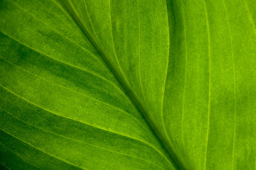 Abstract green striped nature background, vintage tone. green textured leaf of the plant. natural eco background.