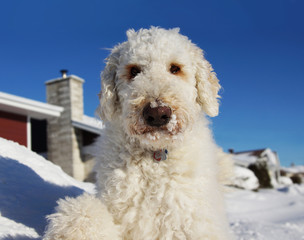 Funny goldendoodle dog laying in the snow