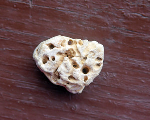 interesting white stone with many holes