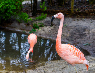 closeup of a chilean flamingo, colorful tropical bird from America