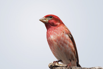 Male Purple finch