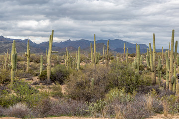 Fototapeta na wymiar Saguaro cacti growing in the Arizona desert