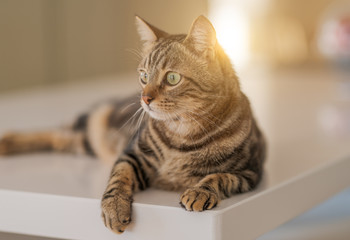 Fototapeta premium Beautiful short hair cat lying on white table at home
