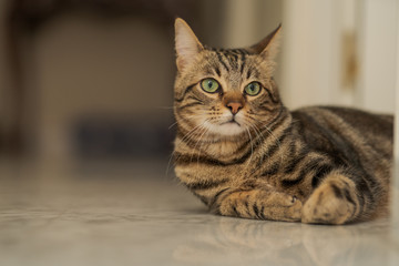 Beautiful short hair cat lying on the floor at home