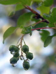 immature bird cherry