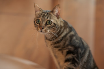 Cute short hair cat looking curious and snooping at home