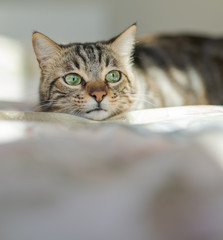 Beautiful short hair cat lying on the bed at home