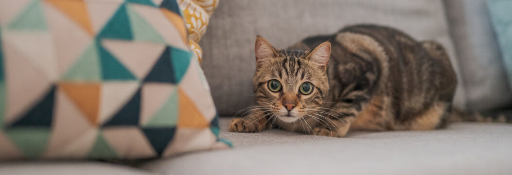 Beautiful short hair cat lying on the sofa at home
