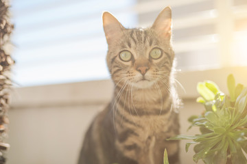 Beautiful short hair cat playing with plants at the garden on a sunny day at home