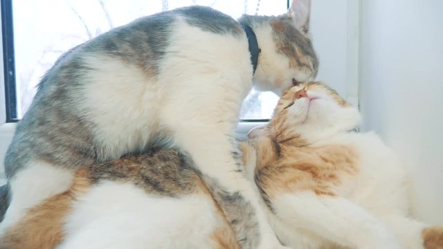 funny video cat. cats lick each other kitten. slow motion video. Cats grooming and licking lifestyle each other. pet a cute video