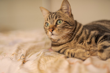 Beautiful short hair cat lying on the bed at home