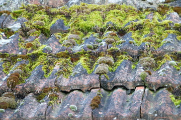 Old, ceramic tile on the roof. Roof covered with moss. Beautiful, nice roof cover. Fresh, green, spring vegetation. Warm, pleasant, calm day. Growing plants. Village, countryside. Champagne, France. 