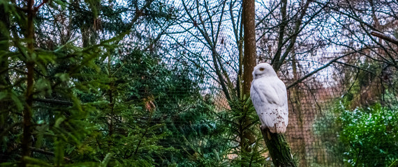 snowy white owl sitting on a branch and turning its head