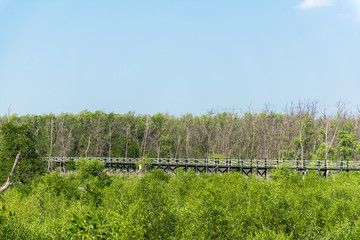 Fototapeta na wymiar Wooden walkway or bridge among mangrove forest at Chonburi, Thailand