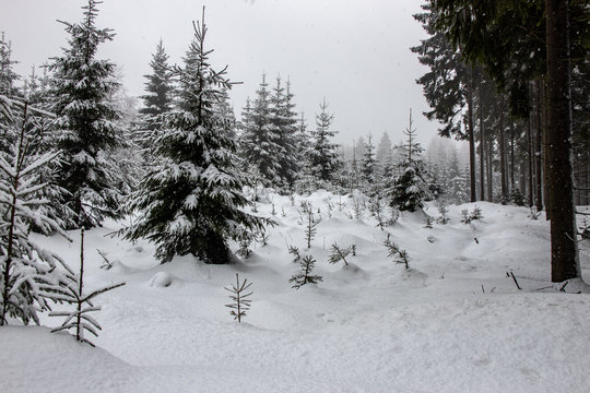 Romantische Winterbilder mit viel Schnee im Wald  bei Schneefall