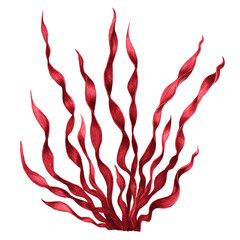 Red Seaweed , kelp in the ocean watercolor hand painted element isolated on white background. Watercolor seaweed illustration design. With clipping path. © nongnuch_l