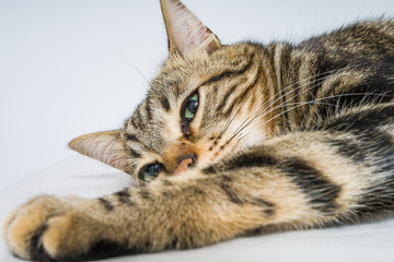 Beautiful short hair cat lying on the bed at home
