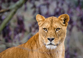 Fototapeta premium Lew pozuje do portretu
