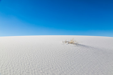 Grass growing through the sand, in White Sands National Monument, New Mexico