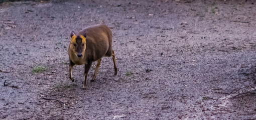 Chinese muntjac walking in the sand and looking, adorable animal from Asia © Charlotte B