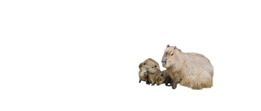Animal family of capybaras, capybara mother with her baby puppies, Isolated on a white background