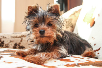 A cute young Yorkshire terrier girl is posing on the sofa. 