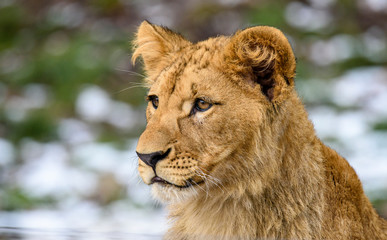 Lion posing for portrait