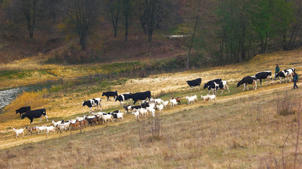 Herd of cows walking on pasture. Cattle walking on meadow near river in autumn. Animal farm concept. Beautiful nature landscape.