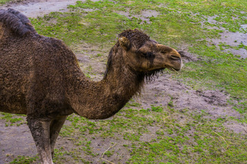 dromedary head in closeup, Arabian camel chewing on some hay