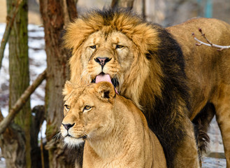 Lion posing for portrait