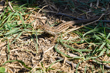 Podarcis muralis lizard basking in the sun in the middle of semi-dried grass