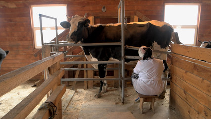 Cow milking process on modern farm. Female worker in white robe milking cow at small livestock farm. View from backside. Dairy cattle farming.