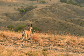 A stray dog in the middle of the steppe looks into the distance on the hills with his back to the camera