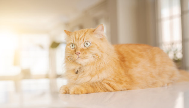 Beautiful ginger long hair cat lying on kitchen table on a sunny day at home