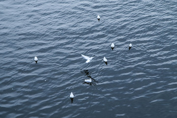 A picture of a river full of seagulls resting on its water surface. 