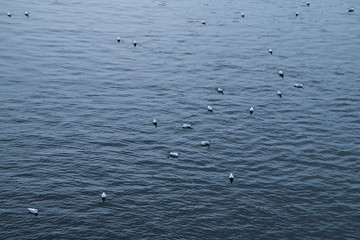 A picture of a river full of seagulls resting on its water surface. 