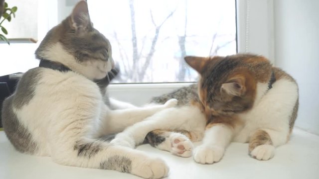 funny video cat. cats lick each other kitten. slow motion video. Cats grooming and licking each other. pet a cute video. friendship lifestyle of two cats mother and daughter