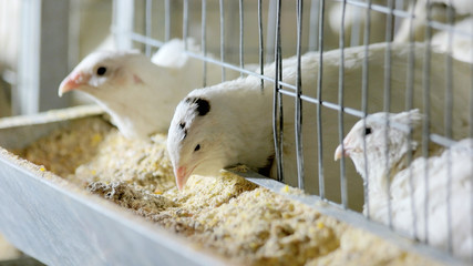 Quails in cages at home farm stock. Quails eating food in cages at poultry farm. Organic meat and eggs production. © DenisProduction.com