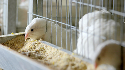 Quails in cages at poultry farm. Quail eating food in hen house. Breeding quail on poultry farm. © DenisProduction.com