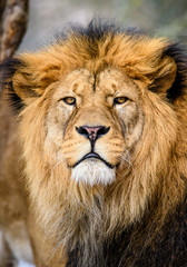 Fototapeta na wymiar Lion posing for portrait