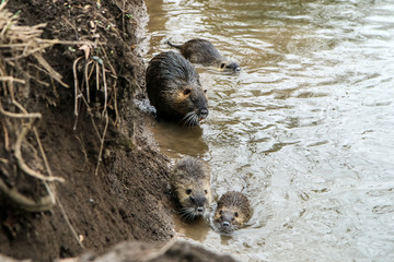 A picture of the coypus in Prague in Czech Republic. They live in water in the city and they are a...
