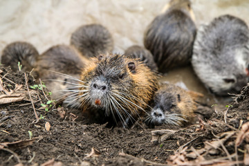 A picture of the coypus in Prague in Czech Republic. They live in water in the city and they are a...