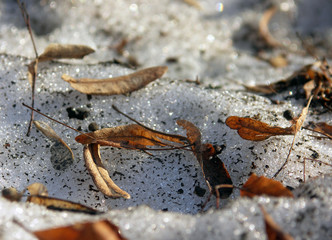 autumn leaves lying on the dirty snow - macro