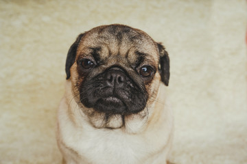 Obraz premium Dog breed pug resting on a white carpet. Cute puppy close up