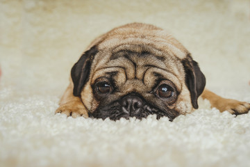 Dog breed pug resting on a white carpet. Cute puppy close up