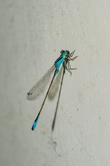 Bellissima libellula azzurra sulla parete di un muro