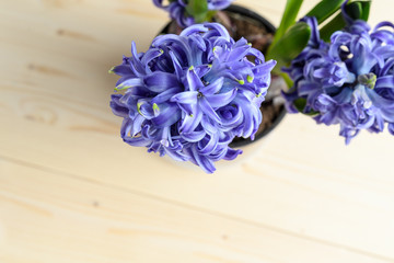 Blue Hyacinth or Hyacinthus flower in full bloom with green leaves on raw beige wood background, view from above, with space for text