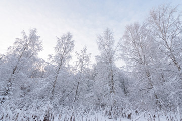 The forest has covered with heavy snow in winter season at Lapland, Finland.