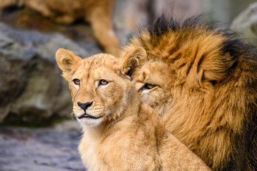 Lion posing for portrait